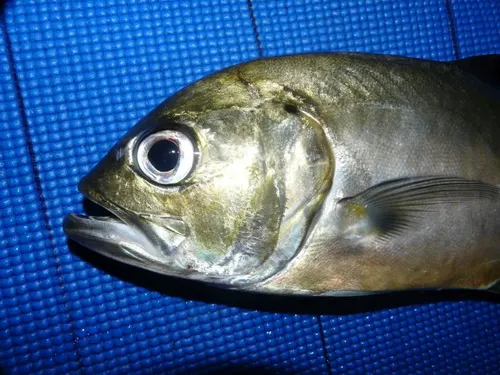 BIG EYE TREVALLY W/C IQF