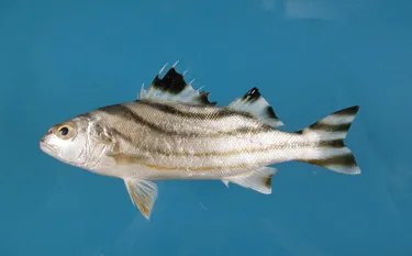 JARBUA TERAPON W/C IQF