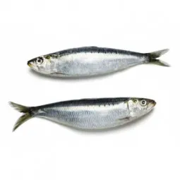 ATLANTIC SARDINE W/C IQF