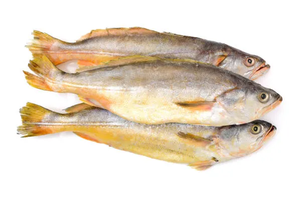 CROAKER FISH W/C IQF