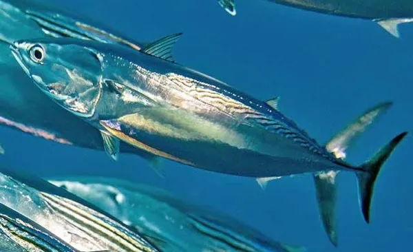 FRIGATE TUNA W/C IQF