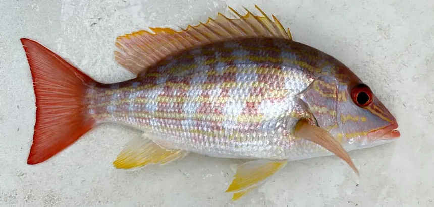 LANE SNAPPER W/C IQF