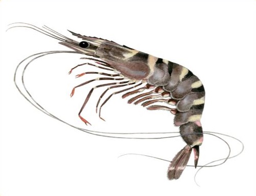 Ocean Tiger Shrimp