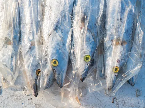 RIBBON FISH CLEAN and SLICED